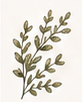 Illustrated botanical branch