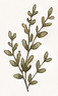 Botanical arrangement in a glass vase
